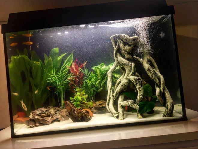 200 gallons freshwater fish tank (mostly fish and non-living decorations) - Freshwater planted community fish Aquarium