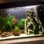 200 gallons freshwater fish tank (mostly fish and non-living decorations) - Freshwater planted community fish Aquarium