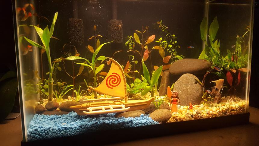 Rated #42: 20 Gallons Planted Tank - Disney's Moana themed Aquarium.