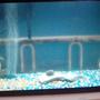 fish tank picture - its a tank