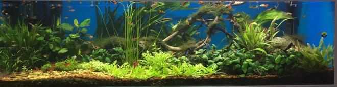 100 gallons planted tank (mostly live plants and fish) - June 2017