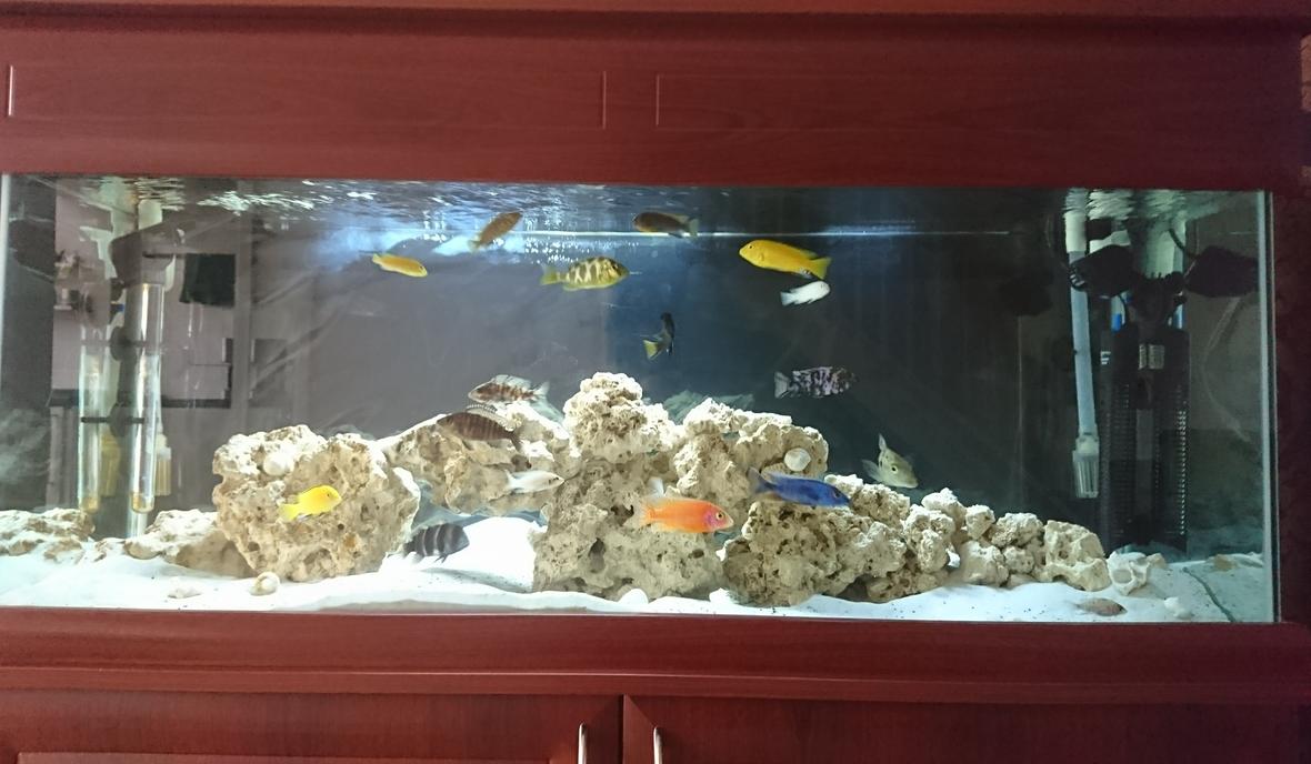 60 gallons freshwater fish tank (mostly fish and non-living decorations) - Mixed African Cichlids aquarium. Ocean rock and shells for decorations with white sand and a black background. 2x Fluval 306 filters + x2 wave makers and 2x heaters. 20 fish currently in the aquarium.