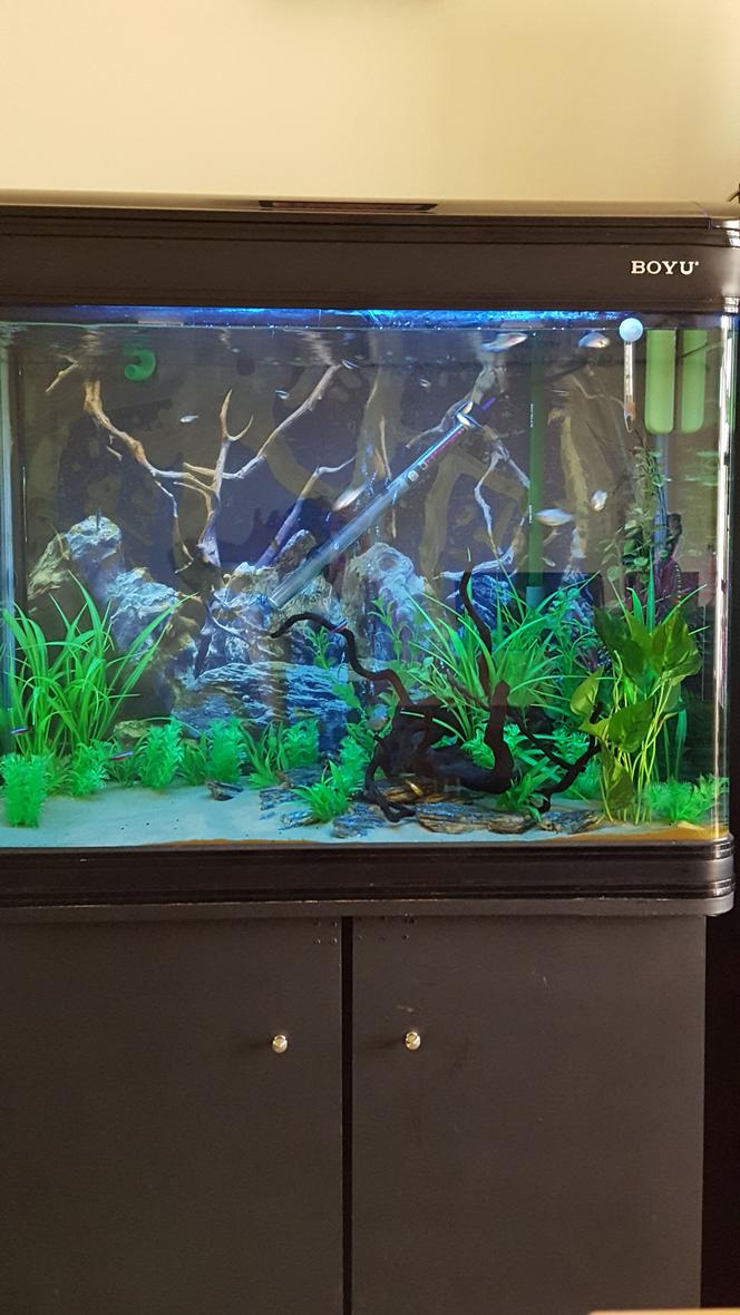 50 gallons freshwater fish tank (mostly fish and non-living decorations) - 200l tank