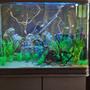 50 gallons freshwater fish tank (mostly fish and non-living decorations) - 200l tank