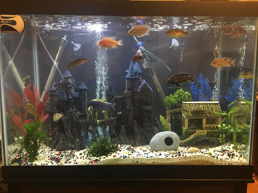 Rated #68: 65 Gallons Freshwater Fish Tank - 65 gallon African Cichlids