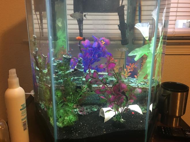 65 gallons freshwater fish tank (mostly fish and non-living decorations) - 20 gallon Tetras