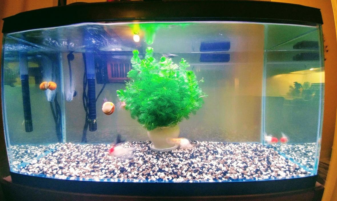 27 gallons freshwater fish tank (mostly fish and non-living decorations) - My First Tank...Plan To Upgrade in size and get alot more plant life for these guys...I started keeping fish as a hobby to help me out with anxiety disorder And I can honestly say it's calming to try and give these little guys the best life possible...