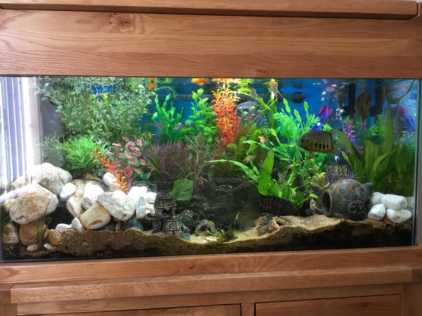 Rated #18: 44 Gallons Freshwater Fish Tank - Front view of 200l Freshwater Tank