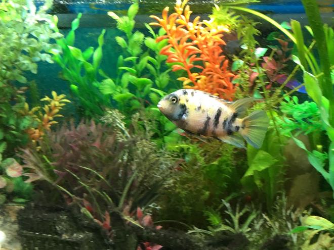 freshwater fish stocking in 44 gallons tank - Convict Cichlid - Female i think