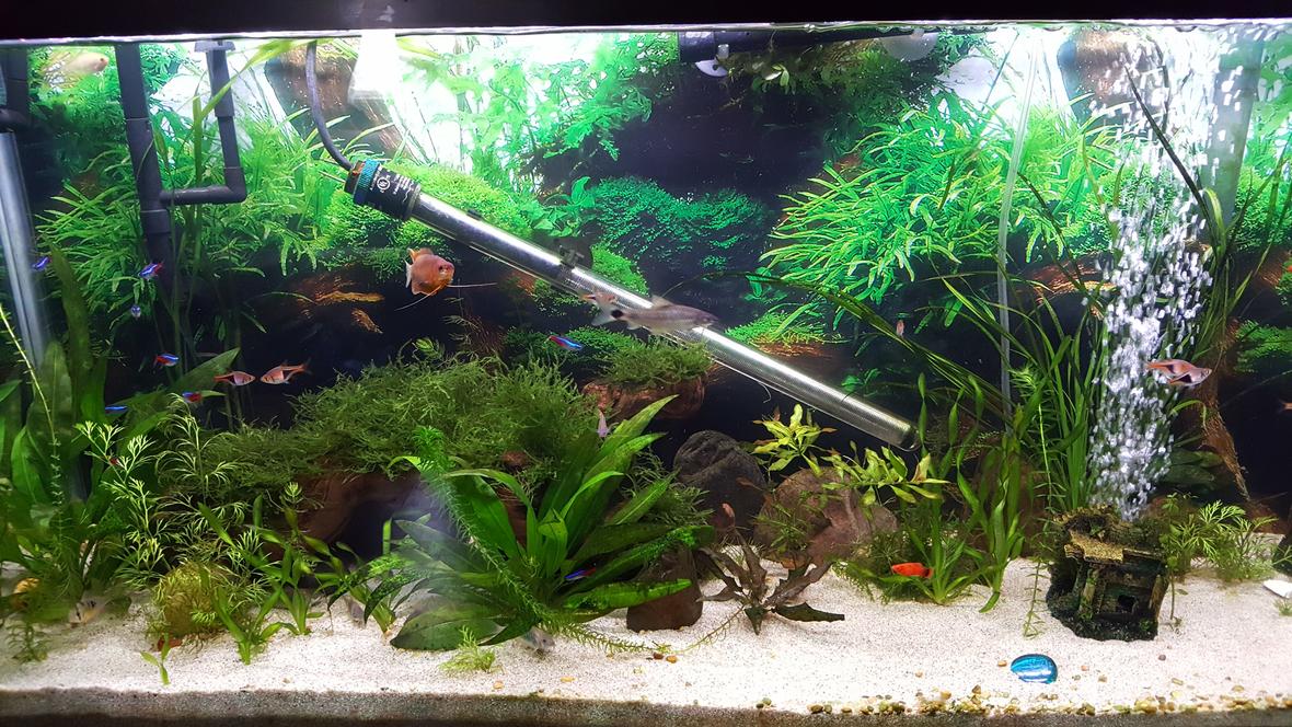55 gallons planted tank (mostly live plants and fish) - 55 gallon community