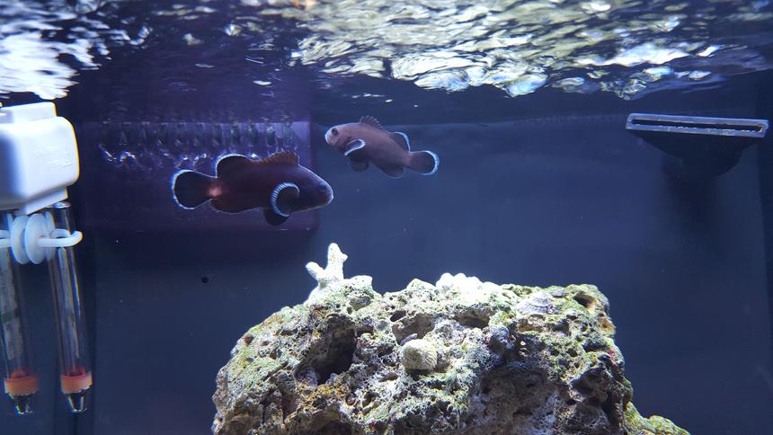 Rated #206: Saltwater Fish Stocking In 12 Gallons Tank - Midnight black clown pair.