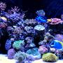 90 gallons reef tank (mostly live coral and fish) - My two years old reef tank.