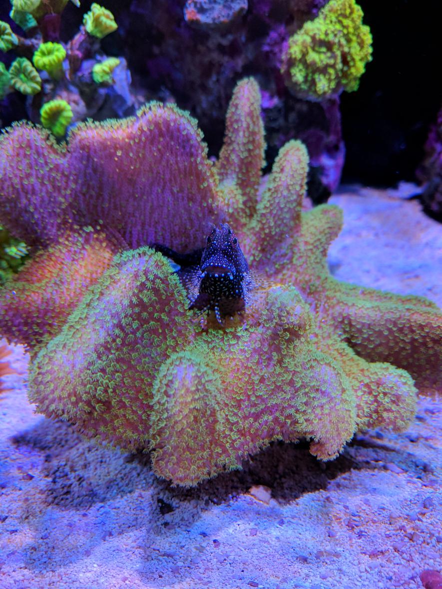 Rated #2: Corals Inverts Stocking In 90 Gallons Tank - Algae blenny over toadstool coral
