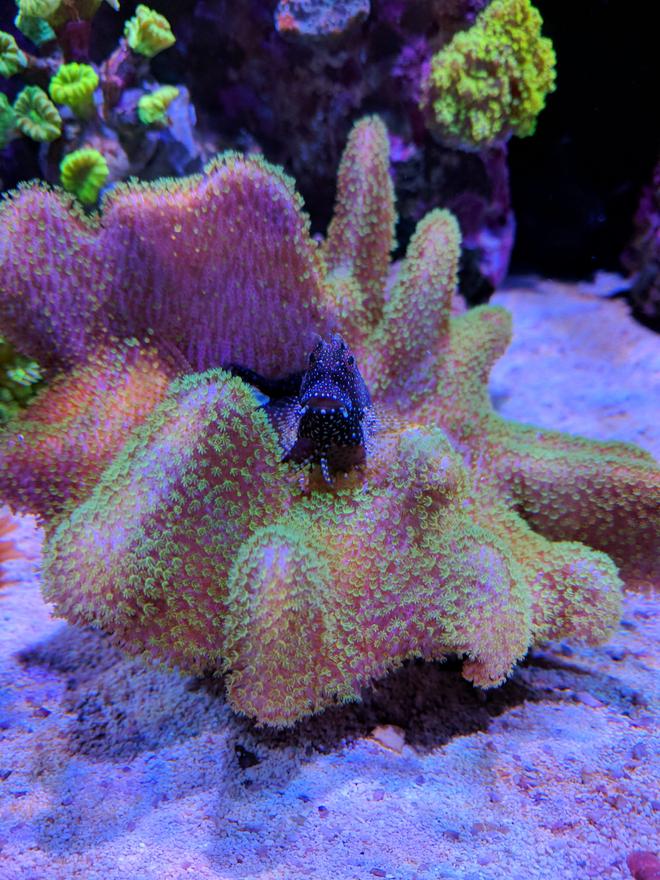 corals inverts stocking in 90 gallons tank - Algae blenny over toadstool coral