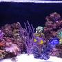 20 gallons reef tank (mostly live coral and fish) - My reef tank