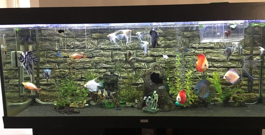 Rated #32: 180 Gallons Freshwater Fish Tank - Juwel Rio 400