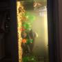 50 gallons freshwater fish tank (mostly fish and non-living decorations) - Rate my tank