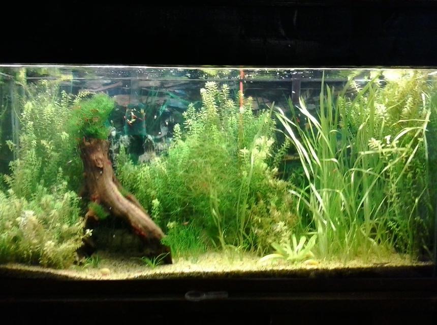 Rated #20: 135 Gallons Planted Tank - My first planted tank. my first shrimp tank, and the first time my albino cories  had babies that survived.
