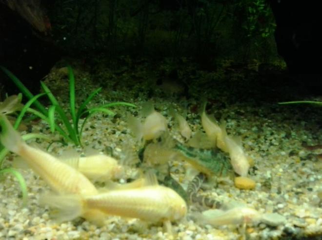 freshwater fish stocking in 135 gallons tank - Feeding Frenzie