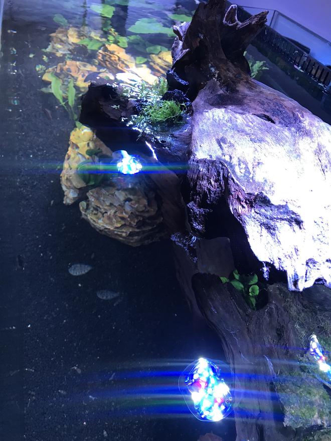 saltwater fish stocking in 180 gallons tank - Top of tank view