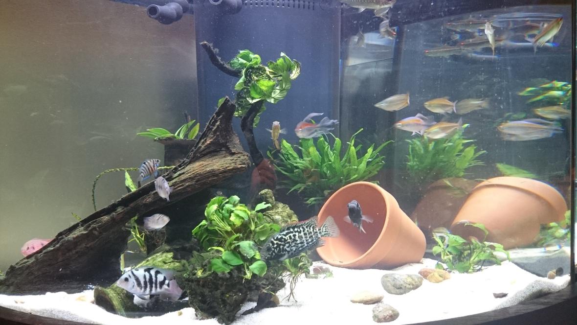 54 gallons freshwater fish tank (mostly fish and non-living decorations) - 54 gallon West African biotope/themed with fair share of non-African residents
