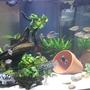 54 gallons freshwater fish tank (mostly fish and non-living decorations) - 54 gallon West African biotope/themed with fair share of non-African residents