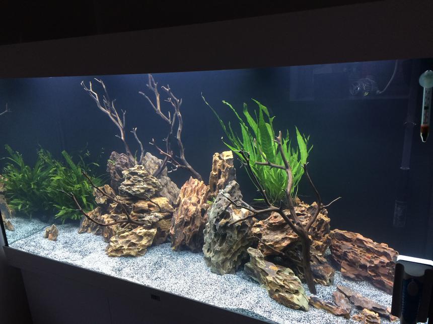 Rated #16: Freshwater Fish Stocking In 350 Gallons Tank - Malawi Cichlids