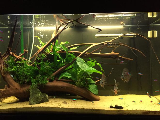 63 gallons planted tank (mostly live plants and fish) - Planted aquarium