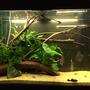 63 gallons planted tank (mostly live plants and fish) - Planted aquarium