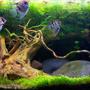 90 gallons planted tank (mostly live plants and fish) - planted 200ltr