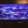 210 gallons freshwater fish tank (mostly fish and non-living decorations) - 210 tank