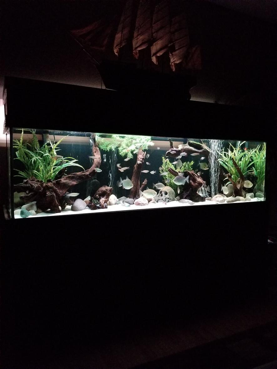 Rated #4: 125 Gallons Freshwater Fish Tank - 125 gallon