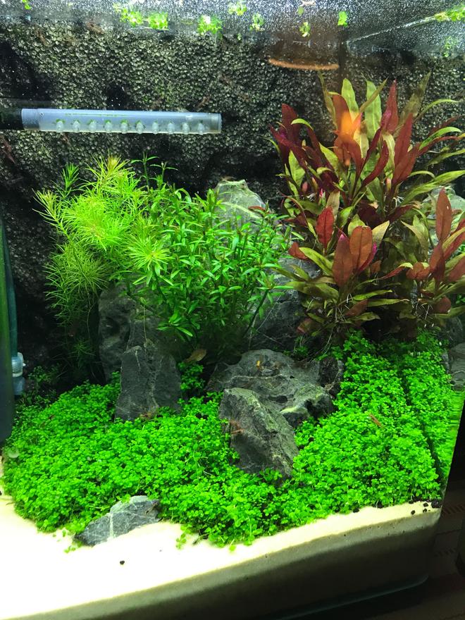 8 gallons planted tank (mostly live plants and fish) - Fluval 7.9G shrimp tank