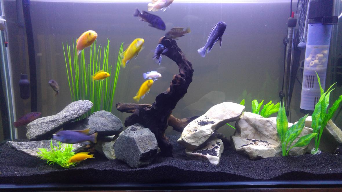 100 gallons freshwater fish tank (mostly fish and non-living decorations) - 1200x450x700 African Malawi tank