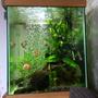 33 gallons freshwater fish tank (mostly fish and non-living decorations) - Hi