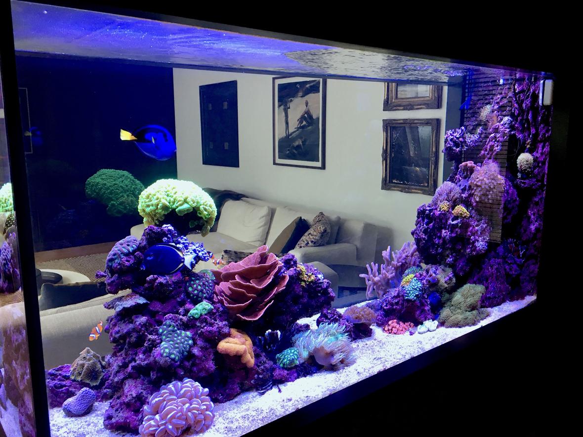90 gallons reef tank (mostly live coral and fish) - Reef it