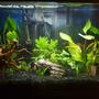 30 gallons planted tank (mostly live plants and fish) - 30 gal Freshwater planted tank, a few Serpae tetra, and one common pleco. I will be adding more fish to the tank, just haven't decided what to add at this time. I'm using an Aquaclear 30 Filtration system as well as an air stone bubbler. I also have some plant life in the tank, but I'm also adding to this feature of my tank.