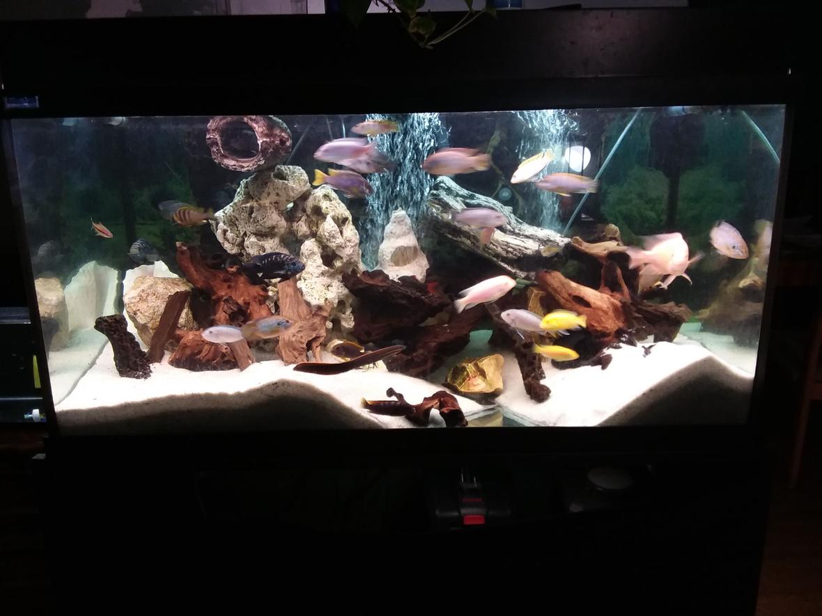 120 gallons freshwater fish tank (mostly fish and non-living decorations) - 120 gallon Cichlid and Company tank