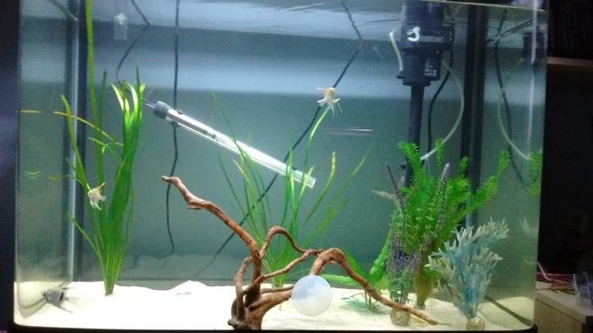 freshwater fish stocking in 190 gallons tank - Angel fish with a few plants.
