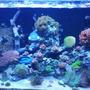 30 gallons saltwater fish tank (mostly fish, little/no live coral) - Started back up a year ago. Red sea 250 tank.