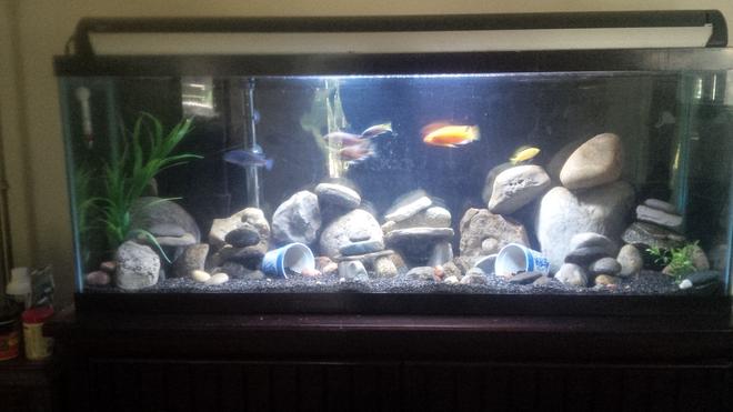 55 gallons freshwater fish tank (mostly fish and non-living decorations) - 55 gallon African cichild tank