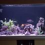 90 gallons freshwater fish tank (mostly fish and non-living decorations) - 300 ltr African cichlid aquarium