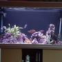 fish tank picture - 300 ltr African cichlid aquarium