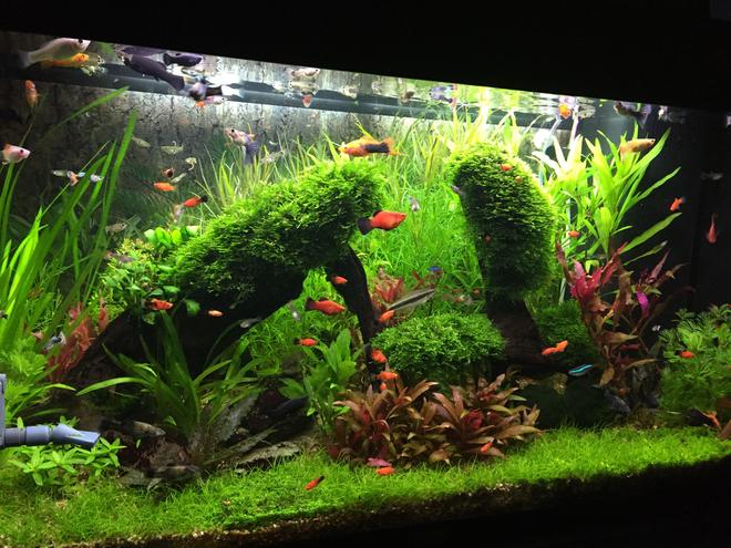 33 gallons planted tank (mostly live plants and fish) - Planted tank with live barriers