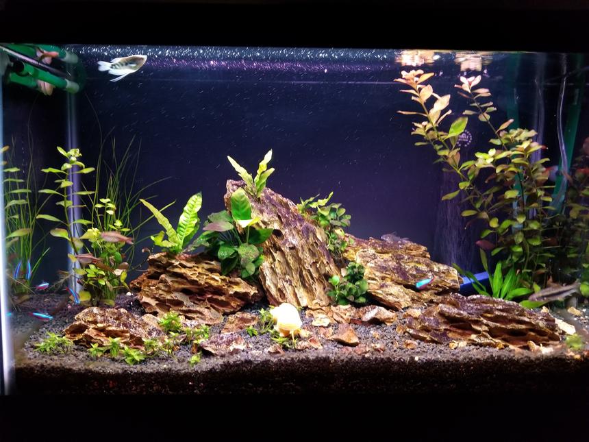 Rated #17: 29 Gallons Planted Tank - My Tank