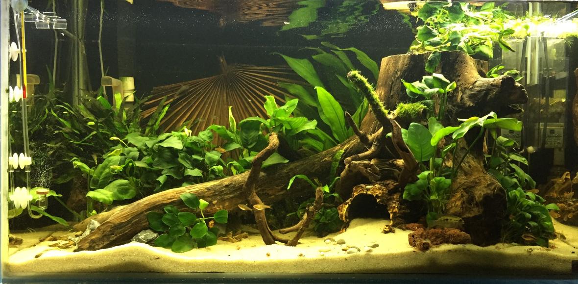 120 gallons freshwater fish tank (mostly fish and non-living decorations) - My West African