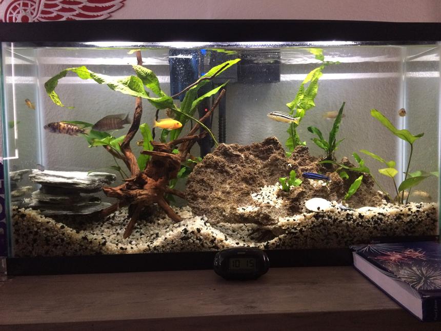 Rated #44: 16 Gallons Freshwater Fish Tank - Community tank