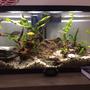 16 gallons freshwater fish tank (mostly fish and non-living decorations) - Community tank