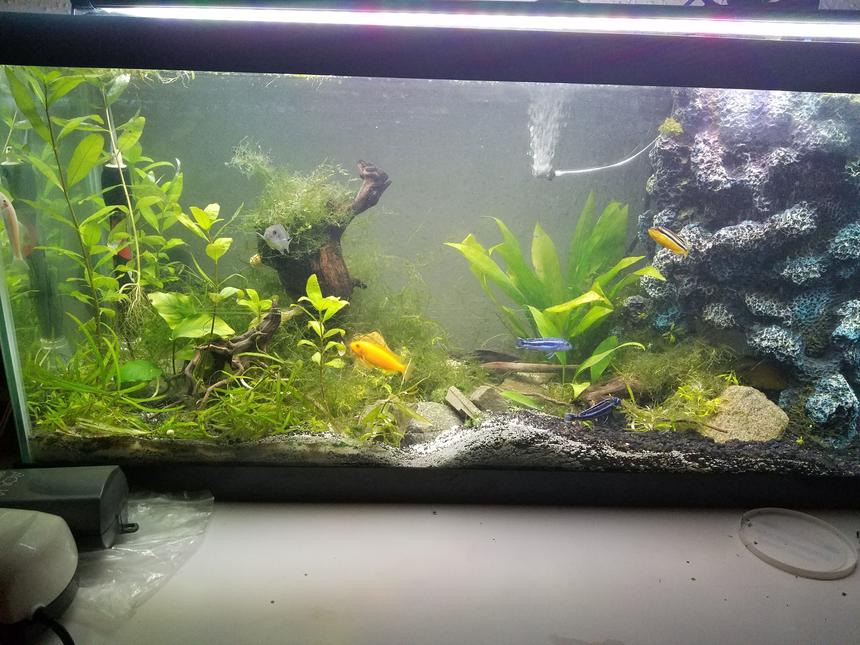 Rated #43: 40 Gallons Planted Tank - Hawaiian Tank left view showing cobalt,  electric yellow,  Johanni, auratus,  albino algae eater,  and an albino auratus peaking from behind driftwood!