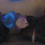 freshwater fish stocking in 180 gallons tank - Discus twins